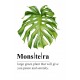 Glasbild " Monstera Grün"